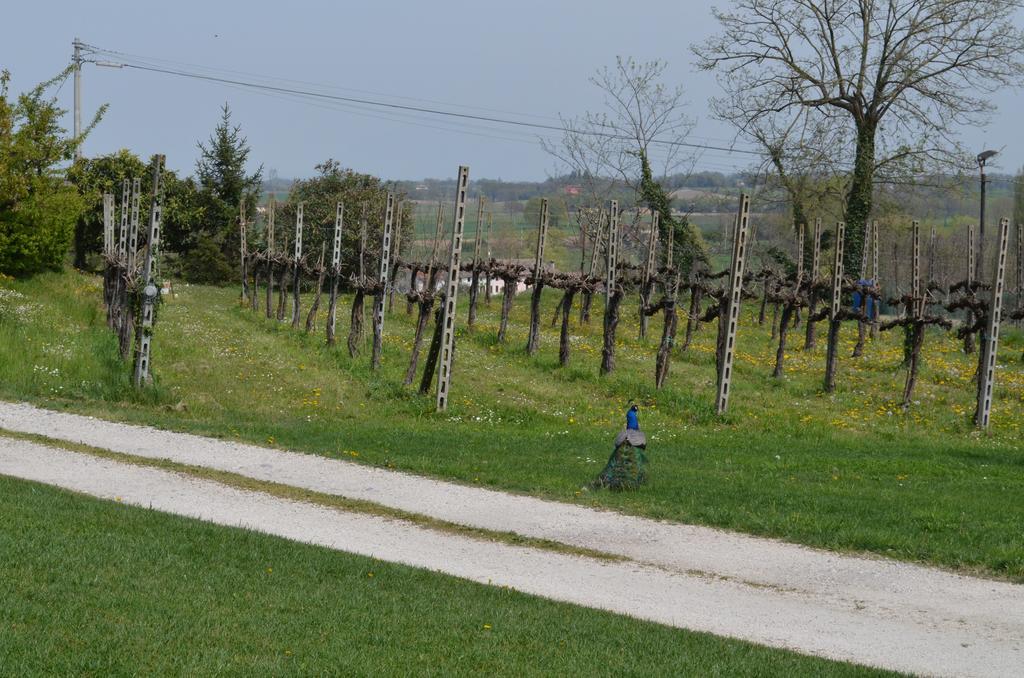 Agriturismo Dondino Cavriana エクステリア 写真