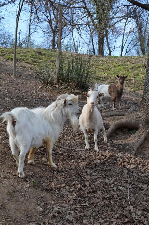 Agriturismo Dondino Cavriana エクステリア 写真